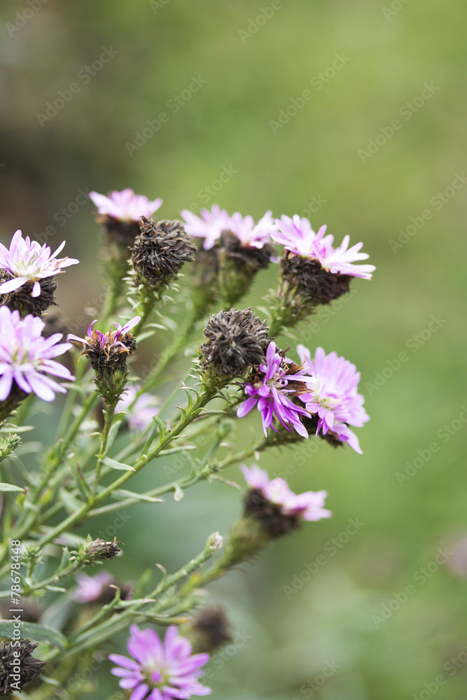 blurred purple flowers blurred purple flowers