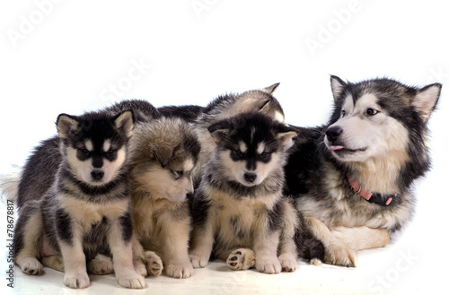 famille de chiot malamute