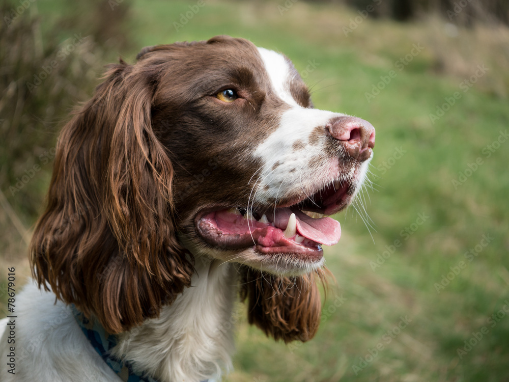 Cocker Spaniel