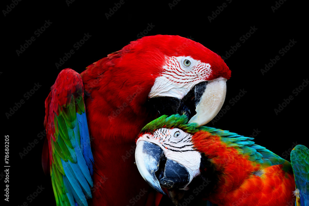 Naklejka premium Greenwinged Macaw and Harlequin Macaw