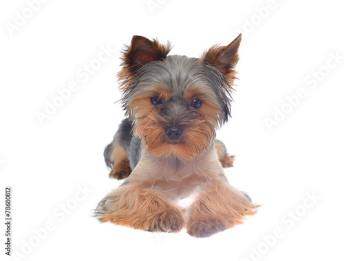 Portrait Puppy Yorkshire Terrier