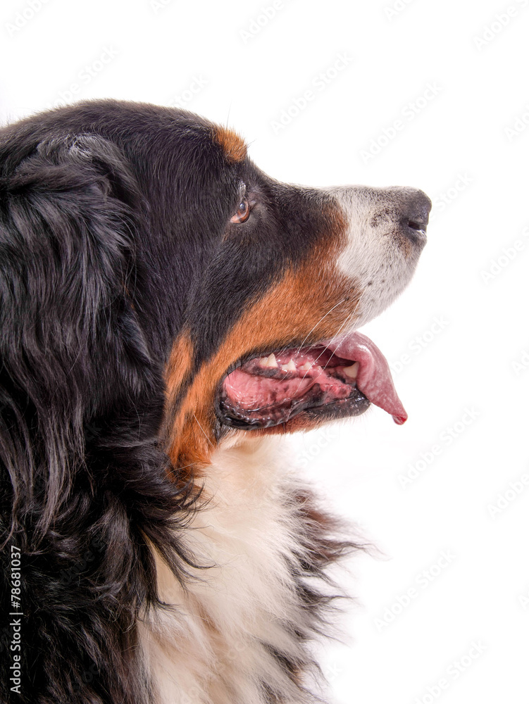 Berner Sennenhund im Profil