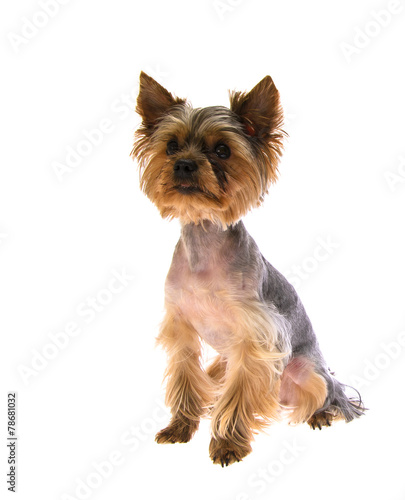 Portrait Puppy Yorkshire Terrier