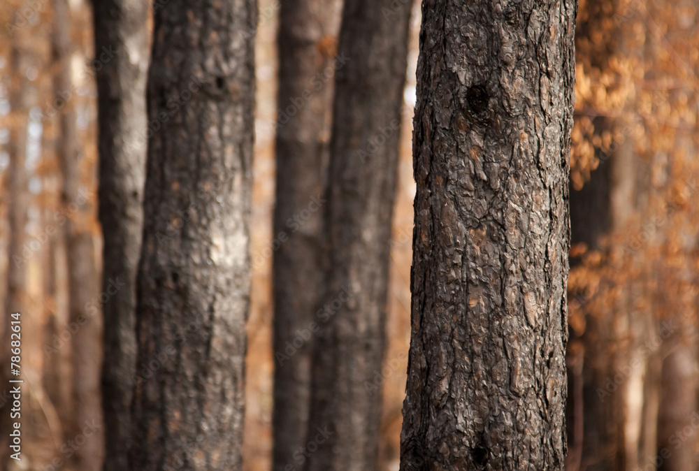 Fototapeta premium burnt forest