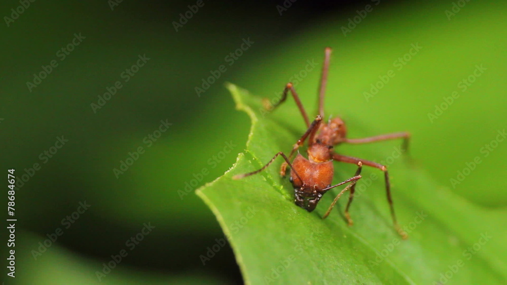 Leaf cutter ants (Atta sp.) in the rainforest, Ecuador Leaf cutter ants (Atta sp.) in the rainforest, Ecuador