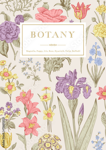 Fototapeta Naklejka Na Ścianę i Meble -  Botany. Vintage floral card.