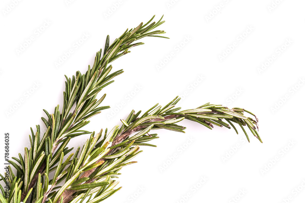 Spring of Fresh green Rosemary Spring of Fresh green Rosemary