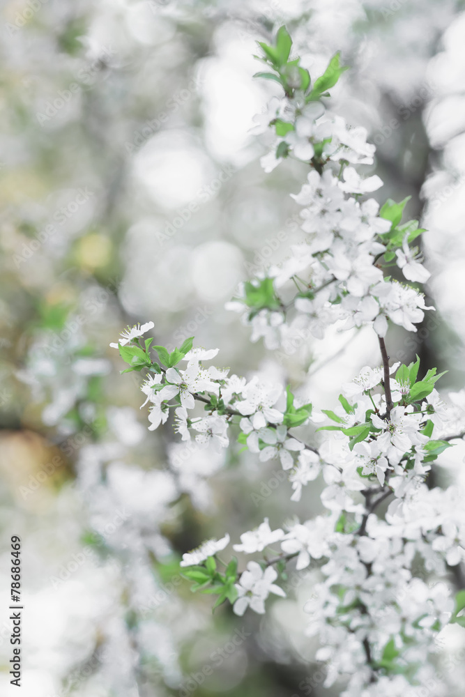 Obraz premium Fruit tree spring flowers in early bloom