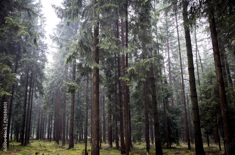 Fototapeta premium Wald - Soltau