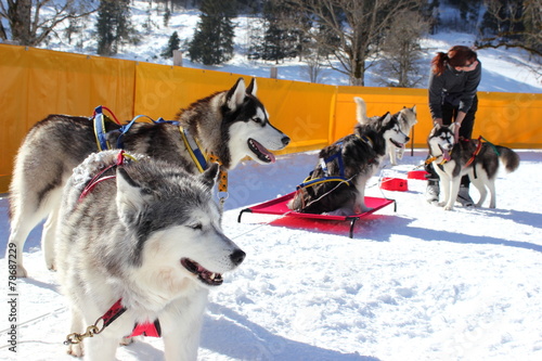 Gespann mit Huskys wird auf ein Rennen vorbereitet