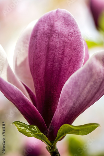 Beautiful magnolia blossom in spring photo