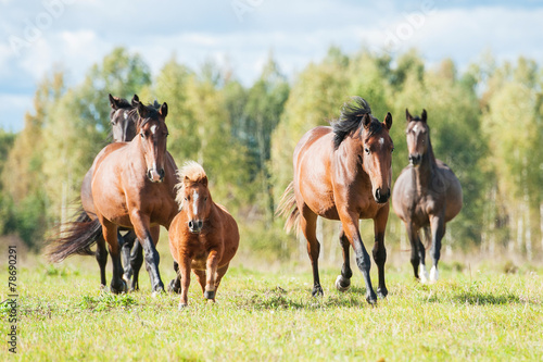 Herd of horses running on the pasture in summer