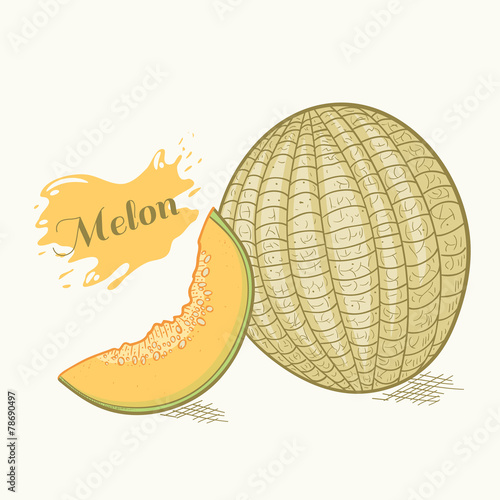 Hand drawn melon vector illustration