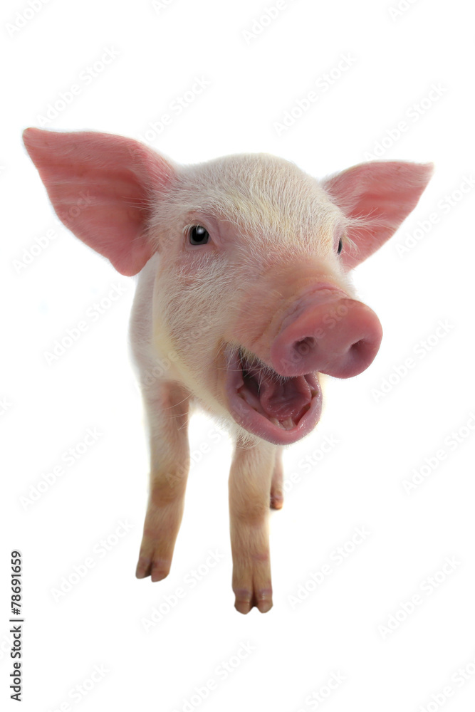 pig pig