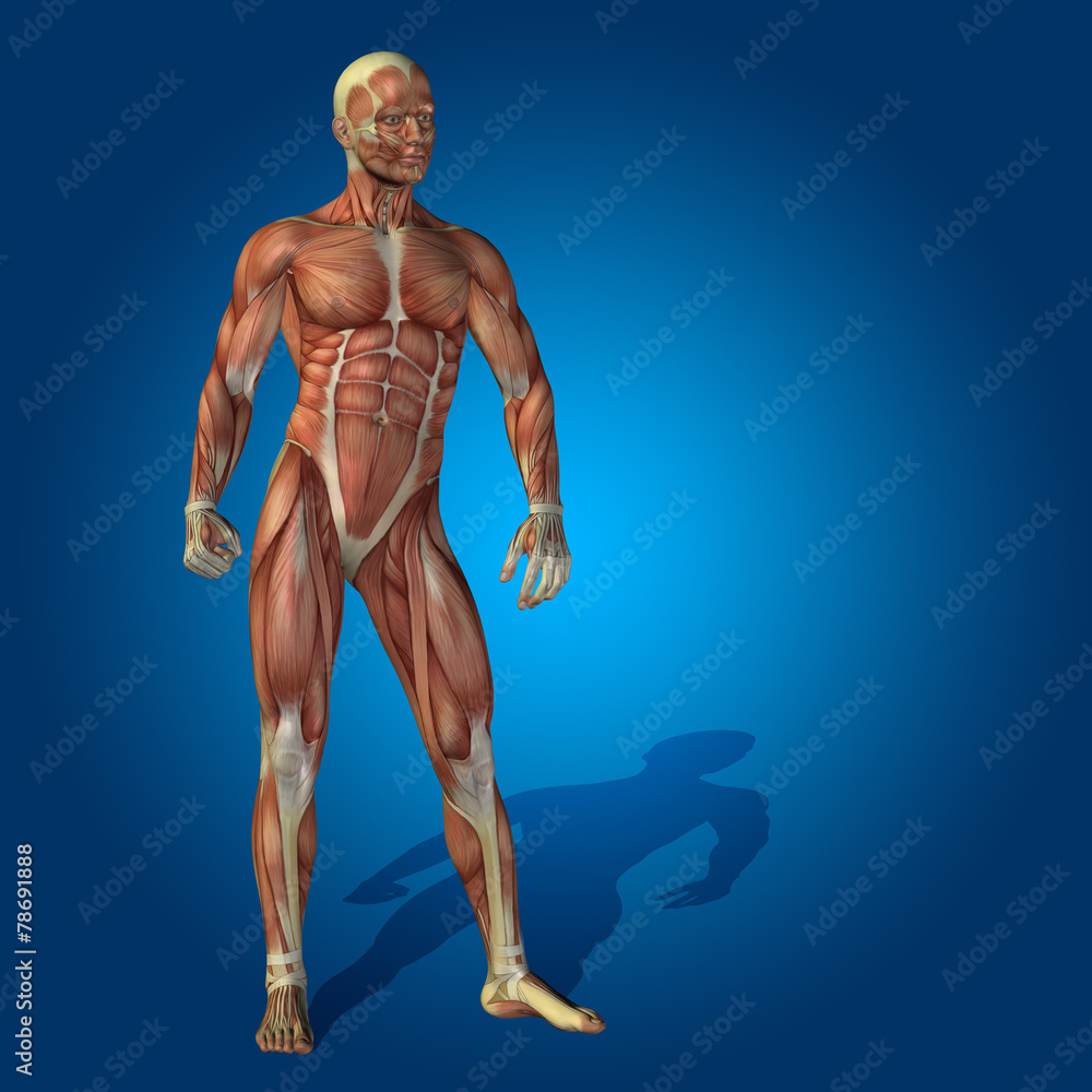 Conceptual 3D human man health anatomy Conceptual 3D human man health anatomy
