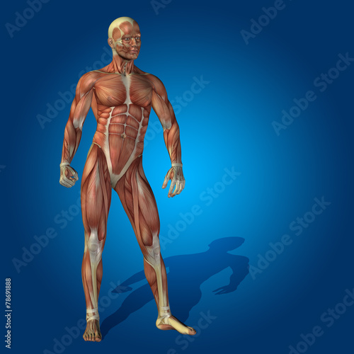 Conceptual 3D human man health anatomy © high_resolution
