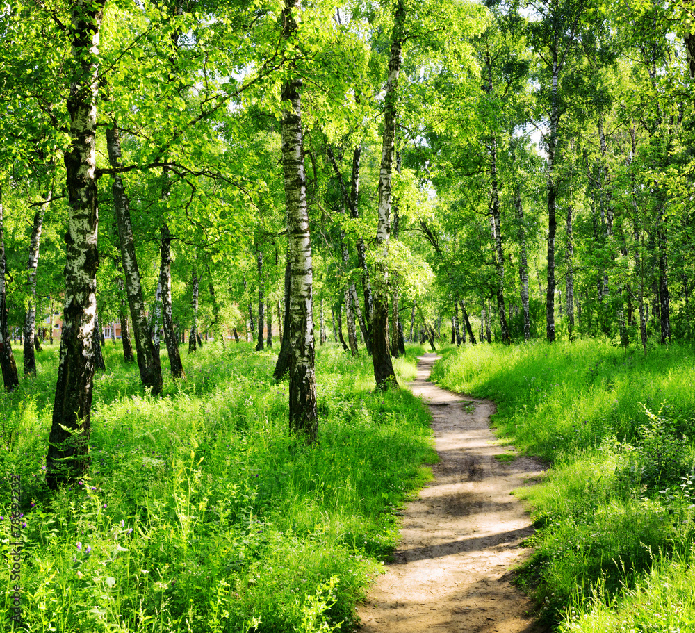 Fototapeta Słoneczny brzozowy las z polną dróżką 