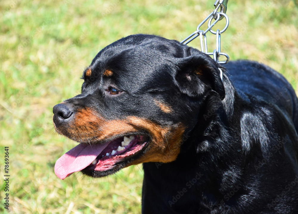 Obraz premium Rottweiler dog portrait