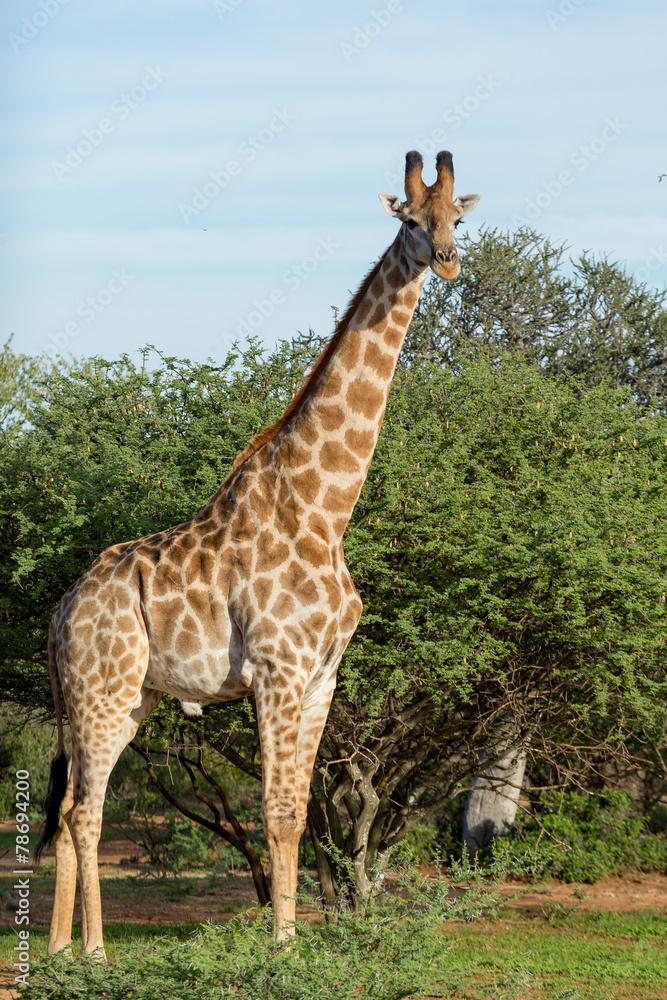 Obraz premium Giraffe in the wild
