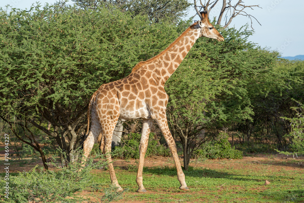 Giraffe in the wild Giraffe in the wild