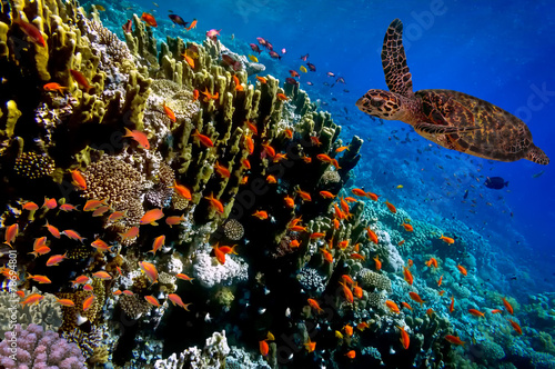 Green Sea Turtle swimming along tropical coral reef #78694801