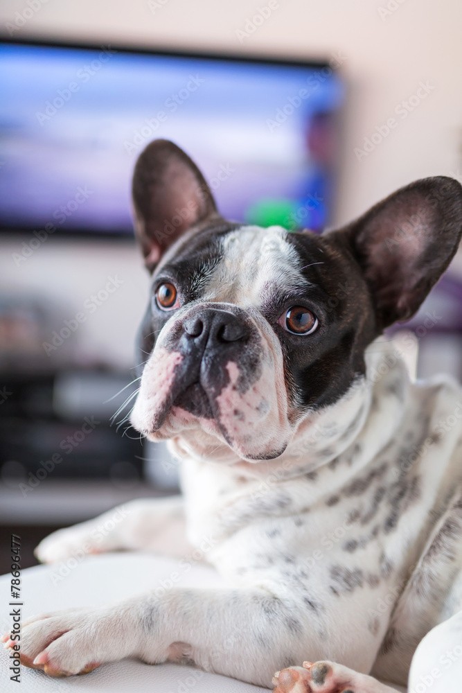 Adorable French bulldog lying down at the TV
