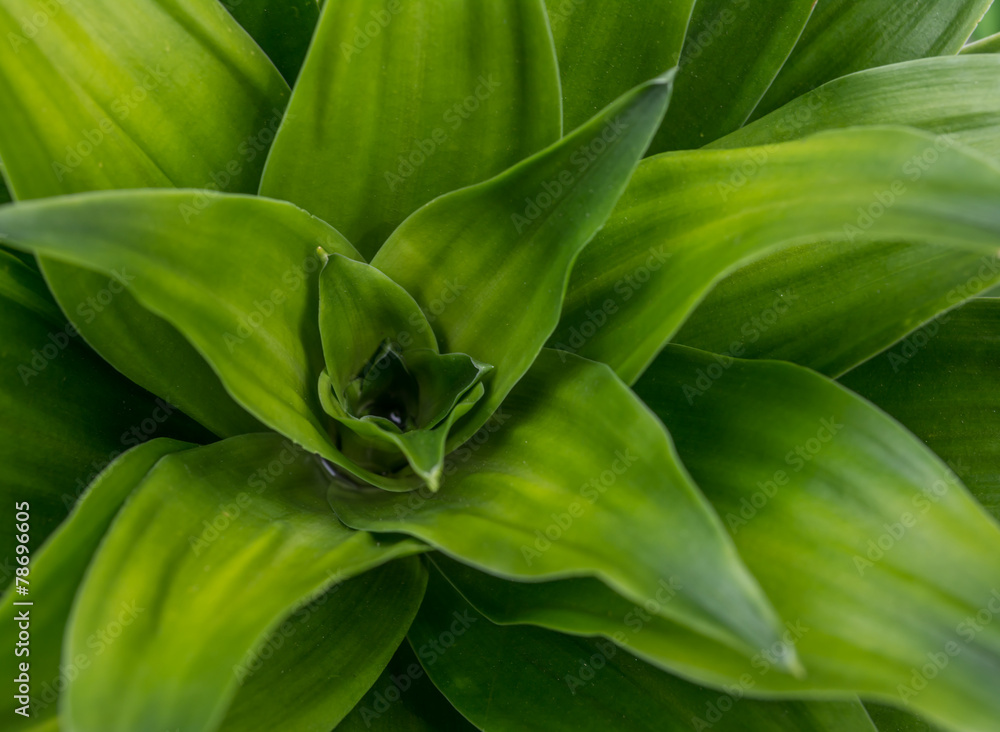 Close up green dracaena tip Close up green dracaena tip