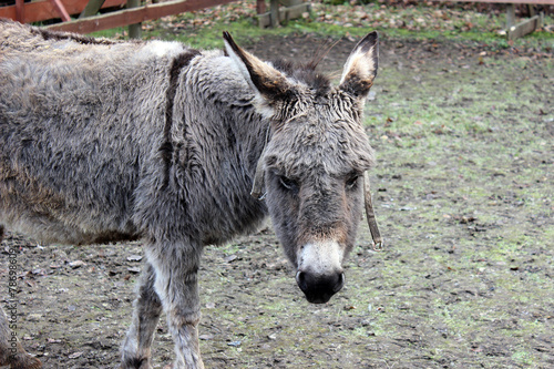 Brown-gray donkey