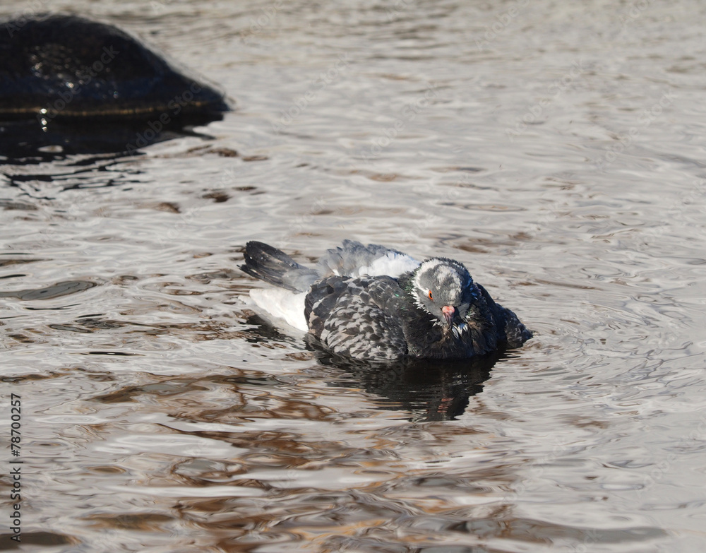 Fototapeta premium Pigeons bathe in the river in winter
