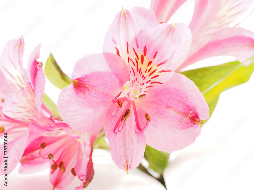 Fototapeta premium Peruvian lilies (Astroemeria) on white background