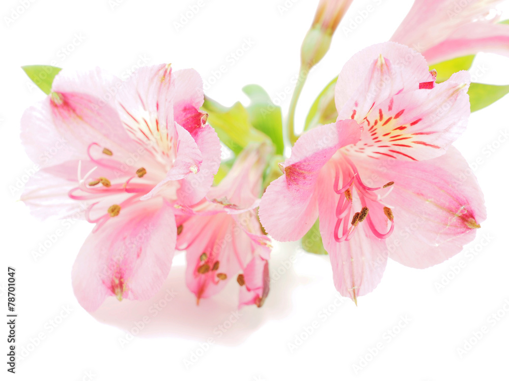 Peruvian lilies (Astroemeria) on white background