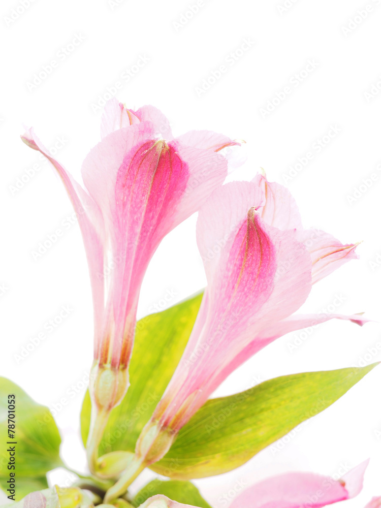 Peruvian lilies (Astroemeria) on white background