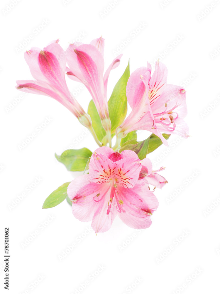 Peruvian lilies (Astroemeria) on white background Peruvian lilies (Astroemeria) on white background