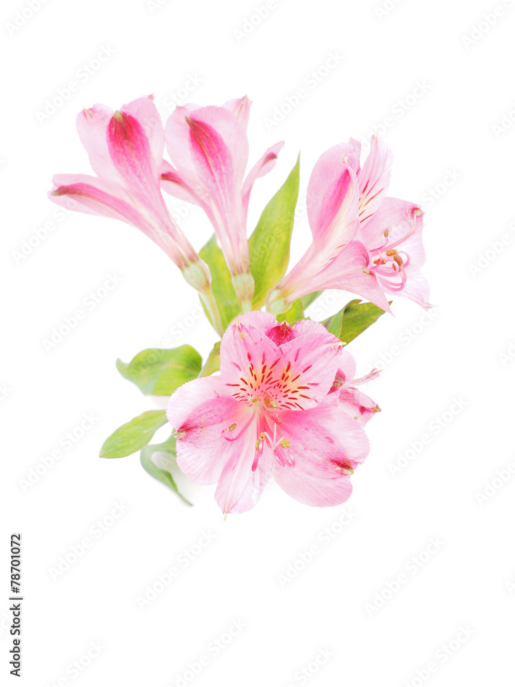 Peruvian lilies (Astroemeria) on white background