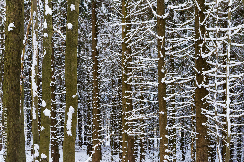 Fototapeta premium Winterwald im Harz bei Stolberg