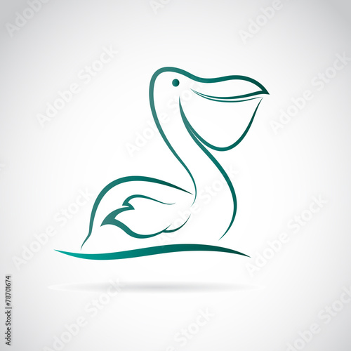 Vector image of an pelican on white background
