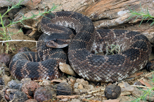 Southern Pacific Rattlesnake (Crotalus viridis helleri).