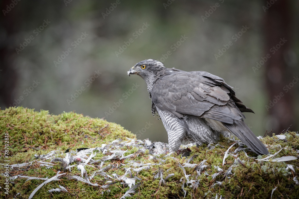 Fototapeta premium Male Goshawk