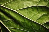 Green leaf