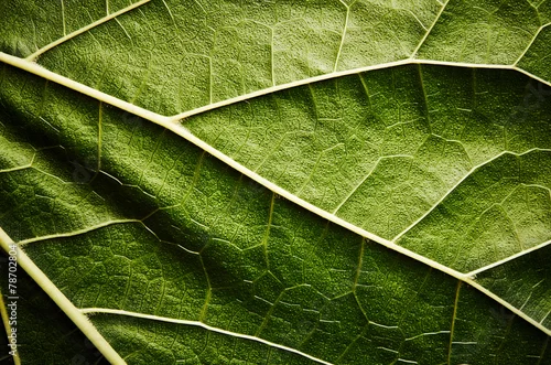 Panel kuchenny z motywem Green leaf