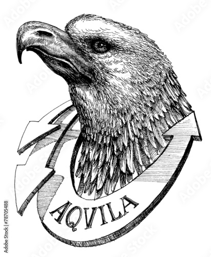 Eagle head sketch