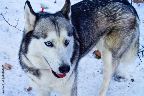 blue-eyed husky dog in the snow closeup © tillottama