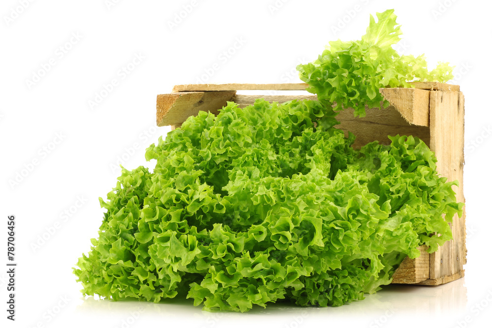freshly harvested Lollo Bionda lettuce in a wooden crate freshly harvested Lollo Bionda lettuce in a wooden crate
