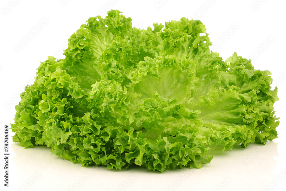 freshly harvested Lollo Bionda lettuce on a white background freshly harvested Lollo Bionda lettuce on a white background