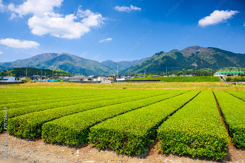 Fototapeta premium Tea Plantation Landscape in Suizawa, Yokkaichi, Japan