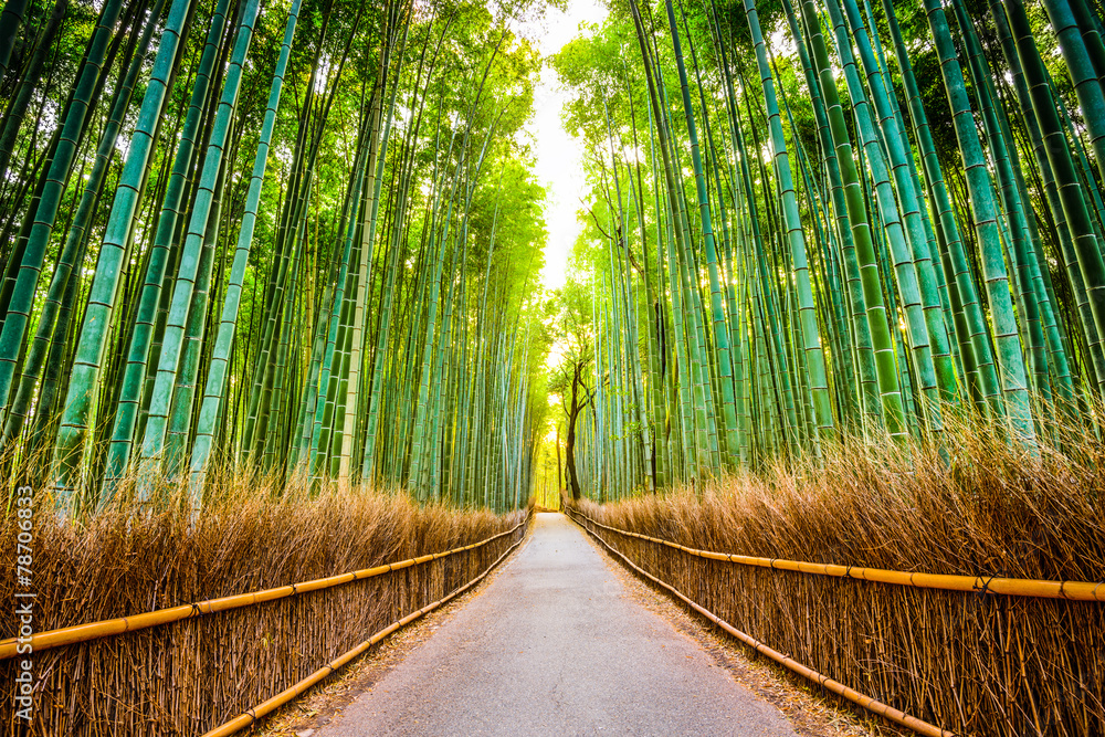 Naklejka premium Bambusowy Las Kyoto, Japonia