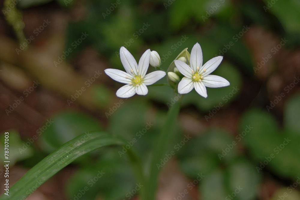Aglio pendolino (Allium pendulinum) Aglio pendolino (Allium pendulinum)