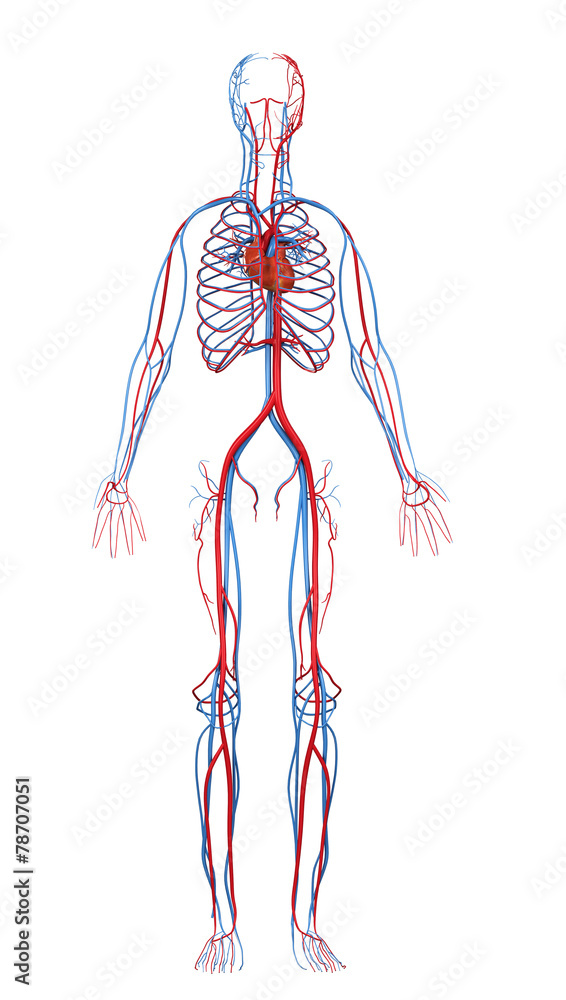 Εκτύπωση καμβά heart and cardiovascular circulatory