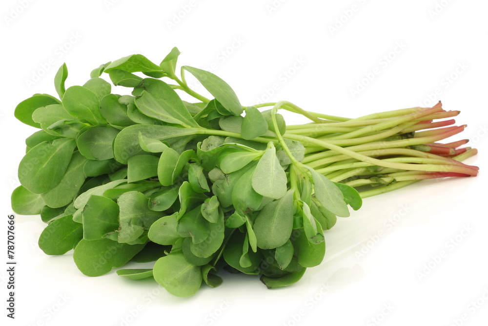 purslane (Portulaca oleracea) on a white background purslane (Portulaca oleracea) on a white background