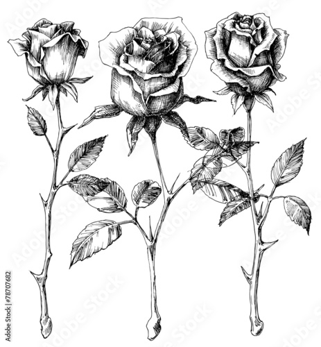 Single roses drawing set photo